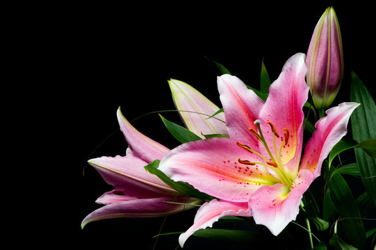 Bouquet of lilies with white-pink petals on a black background