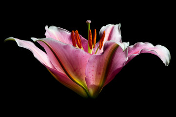 Lily flower with white-pink petals on a black background