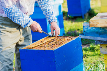 Beekeeper checking hive