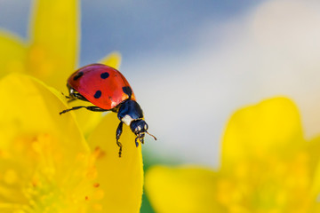 Macro portrait of ladybird or ladybug