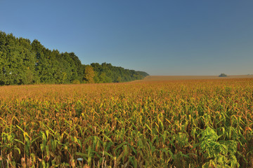 Fototapeta na wymiar Поле кукурузы