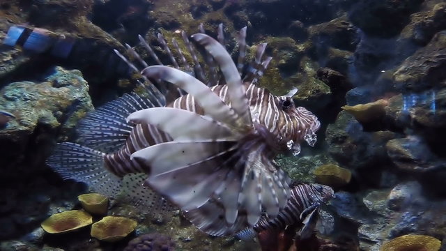 Scorpion Fish, A lion fish in an aquarium