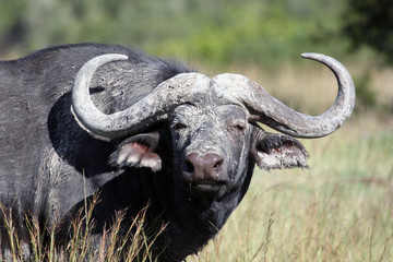 Cape Buffalo, Eastern Cape, South Africa Буйвол. Бык
