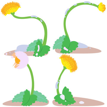 Vector drawing dandelion flower buds the House.