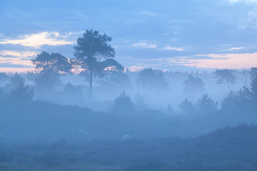 hills and trees in foggy dusk