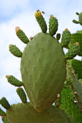Prickly Pear Fruit and Flowers