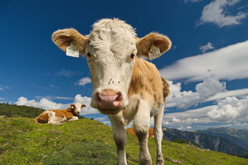Fototapeta na wymiar Kuh auf Almwiese im Karwendel-Gebirge