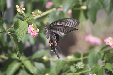 ランタナとクロアゲハ