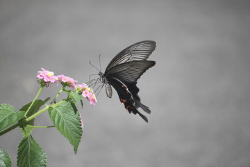 ランタナとクロアゲハ