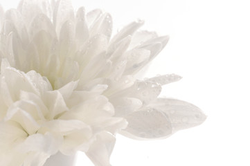 Fototapeta na wymiar White fresh beautiful chrysanthemums close up