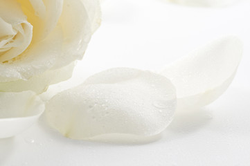 White rose with petals close-up