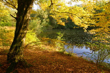 Herbst am See  (Schaichtal, Schönbuch)