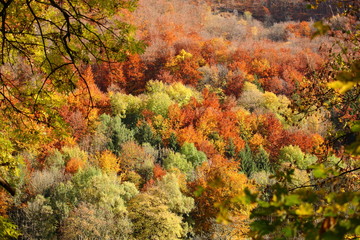 autumn forest