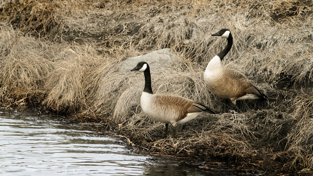 Canada Geese - nesting pair