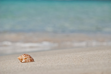 Fototapeta na wymiar Shell on the beach 2