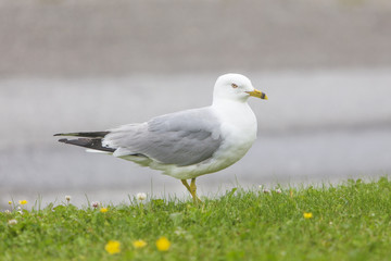 seagull standing in green summer grass
