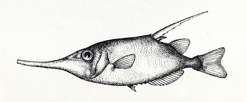Longspine snipefish (Macroramphosus scolopax)