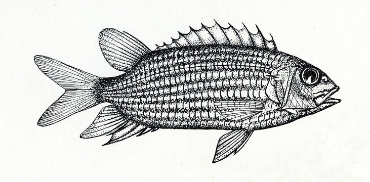 Soldierfish