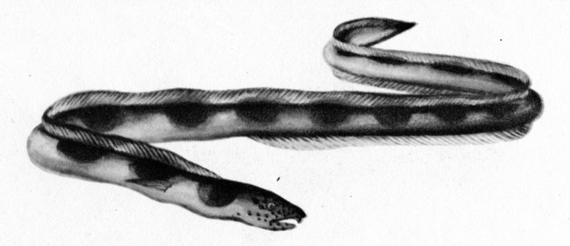 Longfin spotted snake-eel (Myrichthys aspetocheiros)