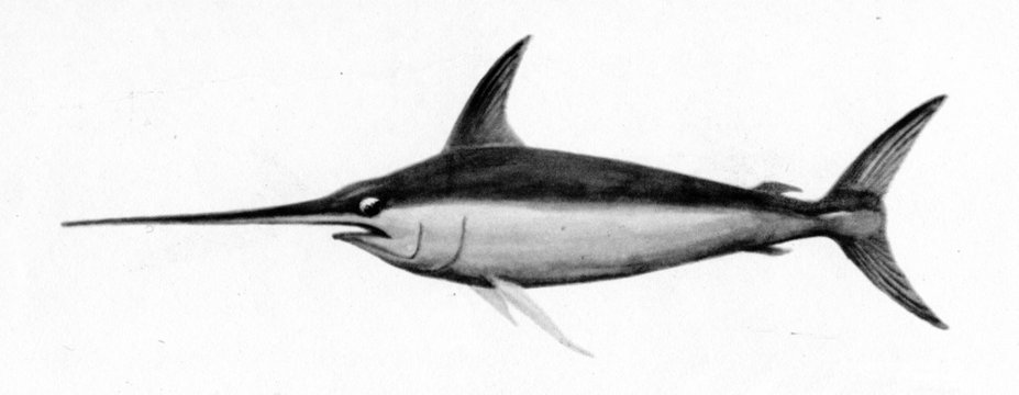 Swordfish (Xiphias Gladius)