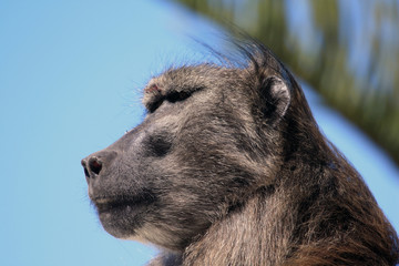 Male baboon. South Africa; Самец бабуина.