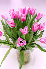 beauty, fresh, flowers, green, tulips, springtime