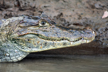 Cayman in Costa Rica. Head crocodile. Голова крокодила