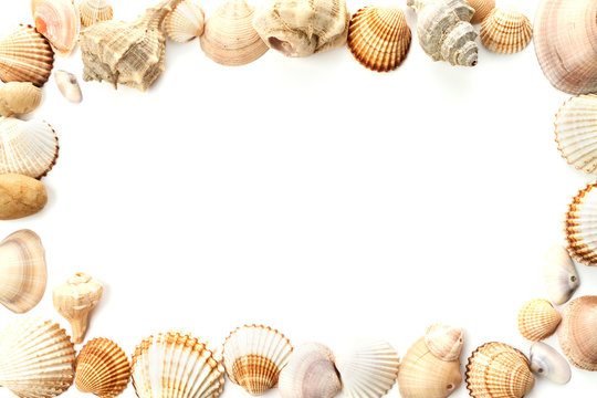 frame of conch sea shells
