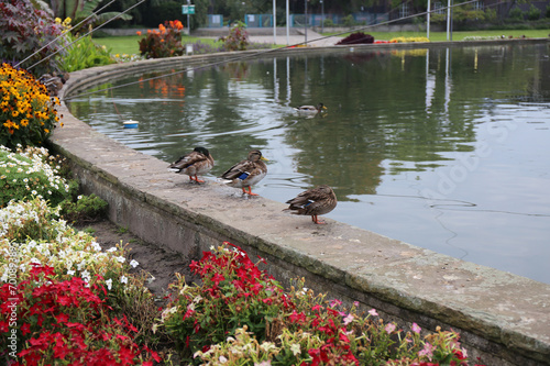 "Enten am Teich" Stockfotos und lizenzfreie Bilder auf