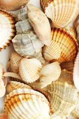 collection of sea shells