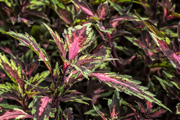 Colorful Coleus Plant