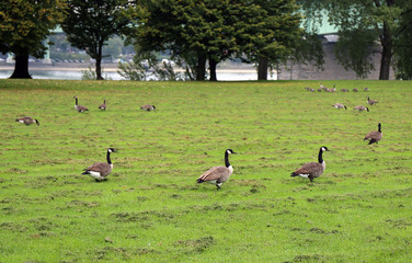 Wildgänse auf Wiese