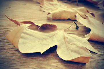 autumn leaves on a wooden background with a retro effect