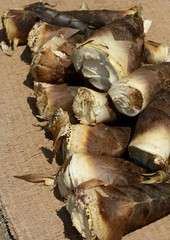 収穫したばかりの筍