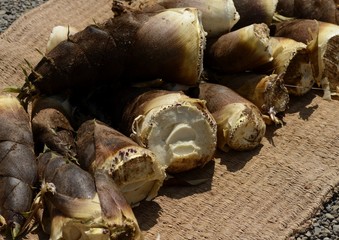 収穫したばかりの筍