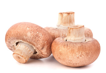Brown champignon mushroom