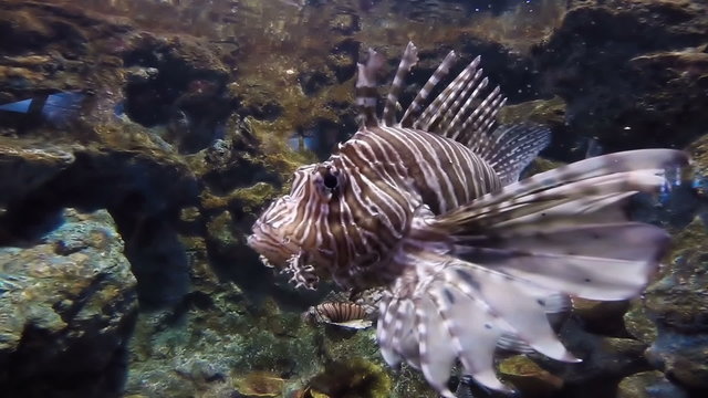 Scorpion Fish, A lion fish in an aquarium