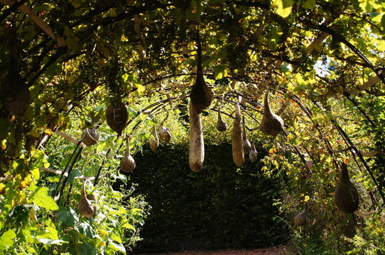 calebasses ou gourdes s&eacute;ch&eacute;s