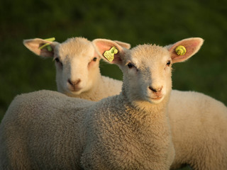 Obraz na płótnie Canvas Careful lambs