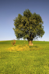 Krajobraz wiejski, wierzba © janmiko