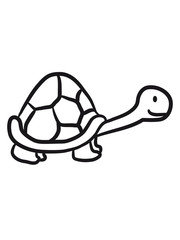 Kleine süße niedliche Schildkröte