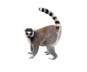 Lemur - obrazy, fototapety, plakaty