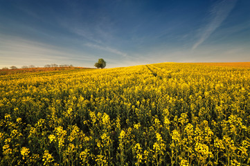 Krajobraz wiejski, z rzepakiem © janmiko