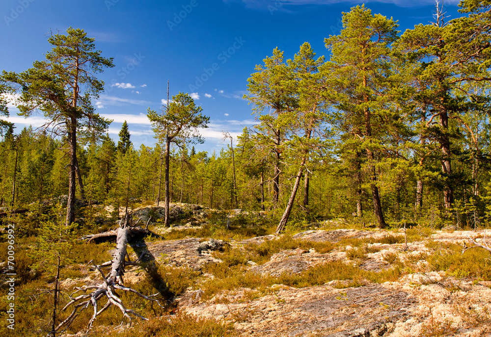 Wall mural In the forest