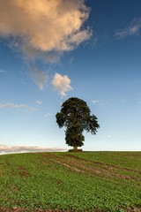 Krajobraz wiejski, młode zboże © janmiko