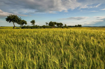 Krajobraz wiejski, dojrzewanie zboża © janmiko