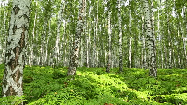 nice summer birch forest - slider dolly shot 