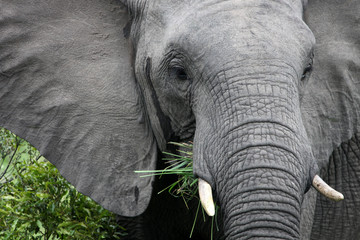 African elephant eats grass.South Africa. Слон африканский