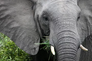 Photo sur Plexiglas Éléphant L& 39 éléphant d& 39 Afrique mange de l& 39 herbe, Afrique du Sud. Éléphant d& 39 Afrique