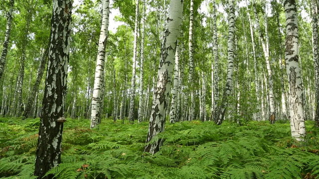 nice summer birch forest - slider dolly shot 